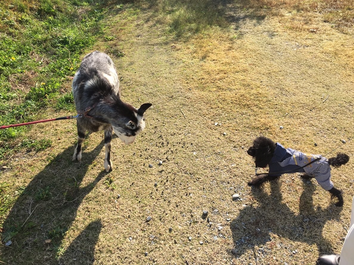 西山牧場