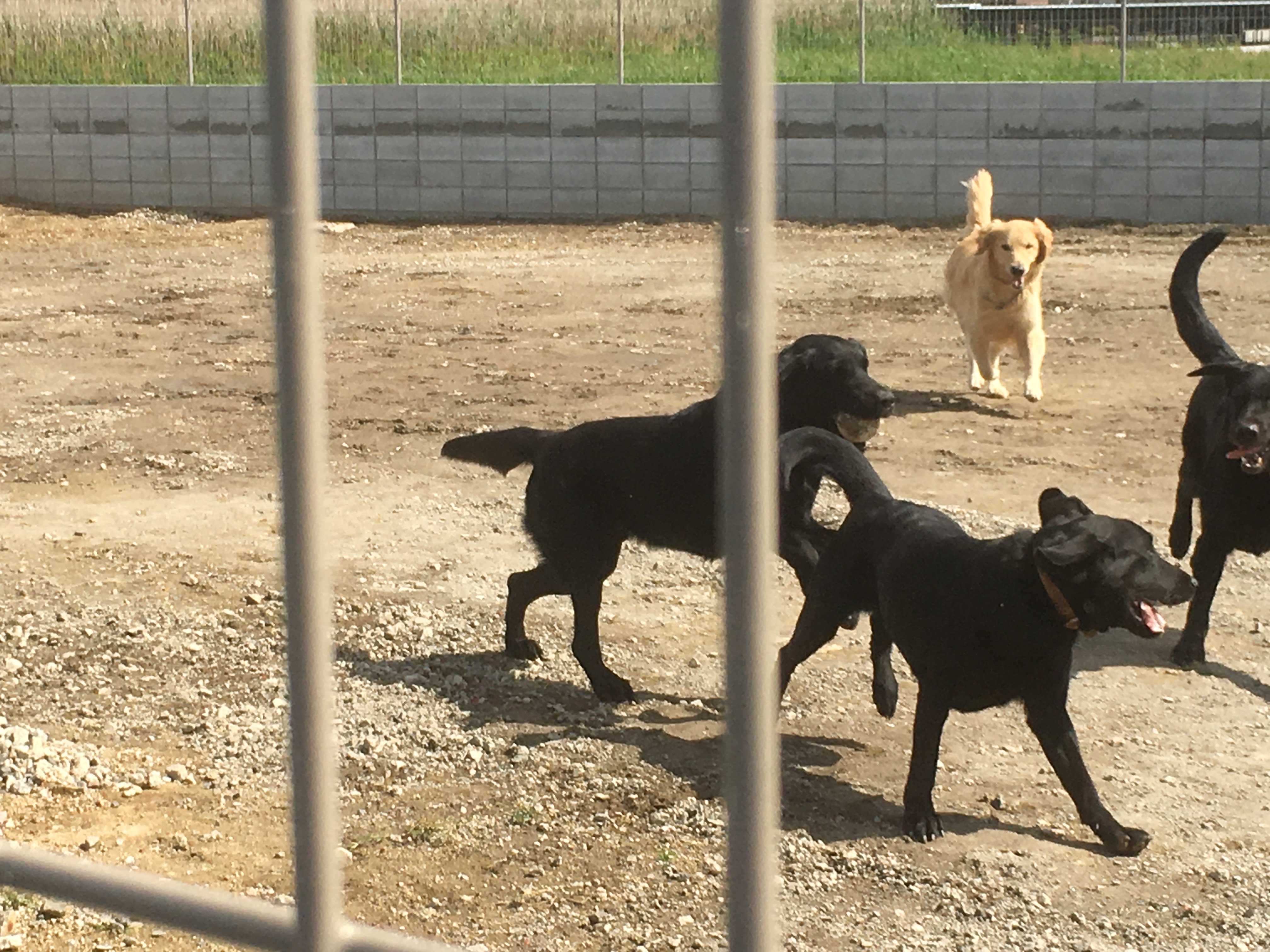 Jr御着駅 わんにゃふる姫路 手作りの広いドッグランでセラピー犬とも触れ合える楽しい施設 ペット 犬同伴可 兵庫県姫路市 ペットと一緒