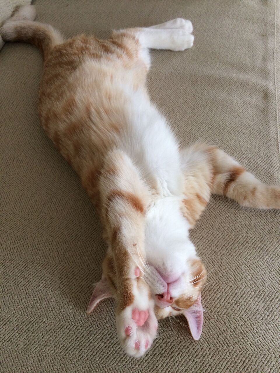 日めくりニャンコ!