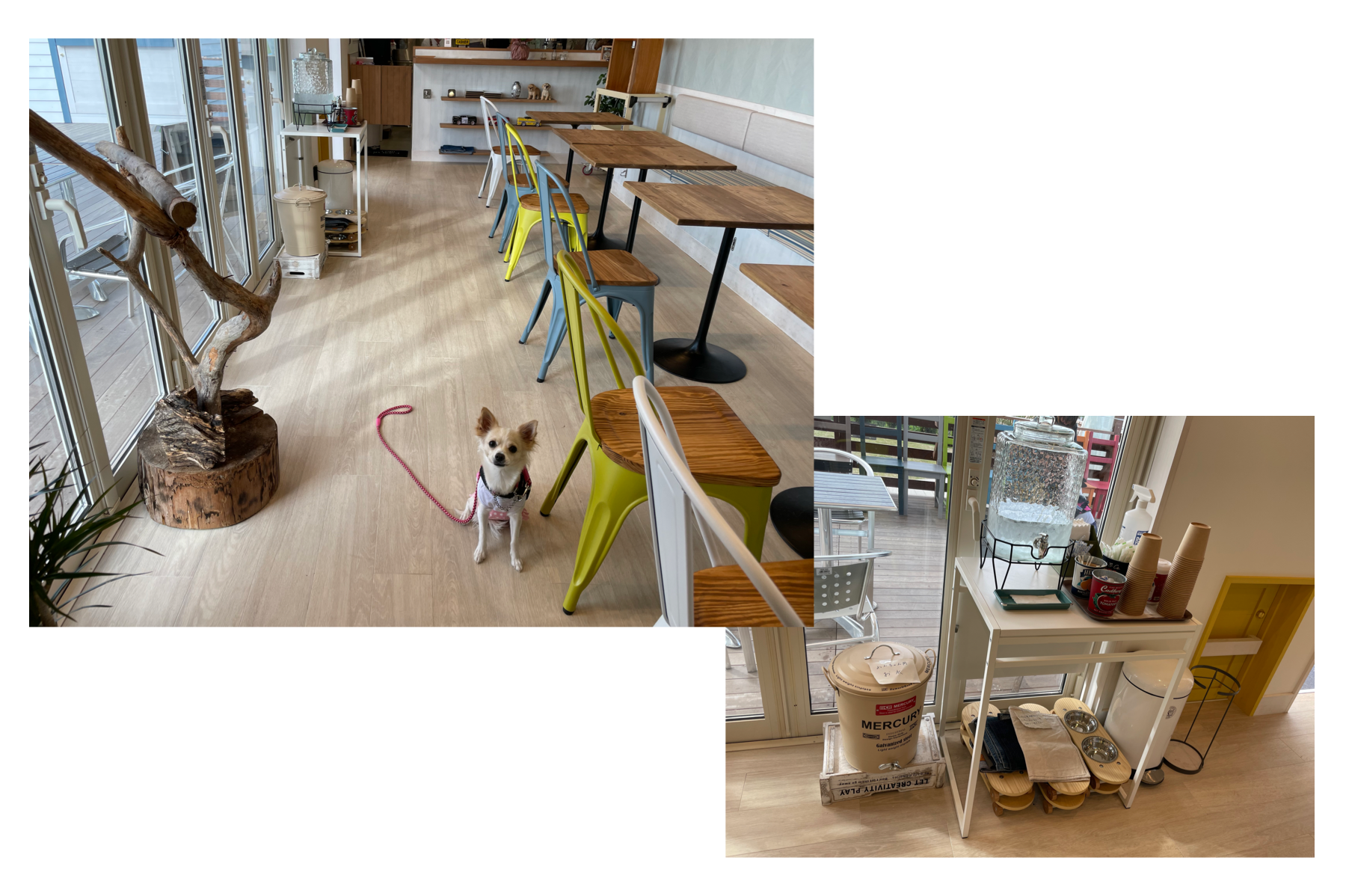 CafeTwoTwo&DogGrassField