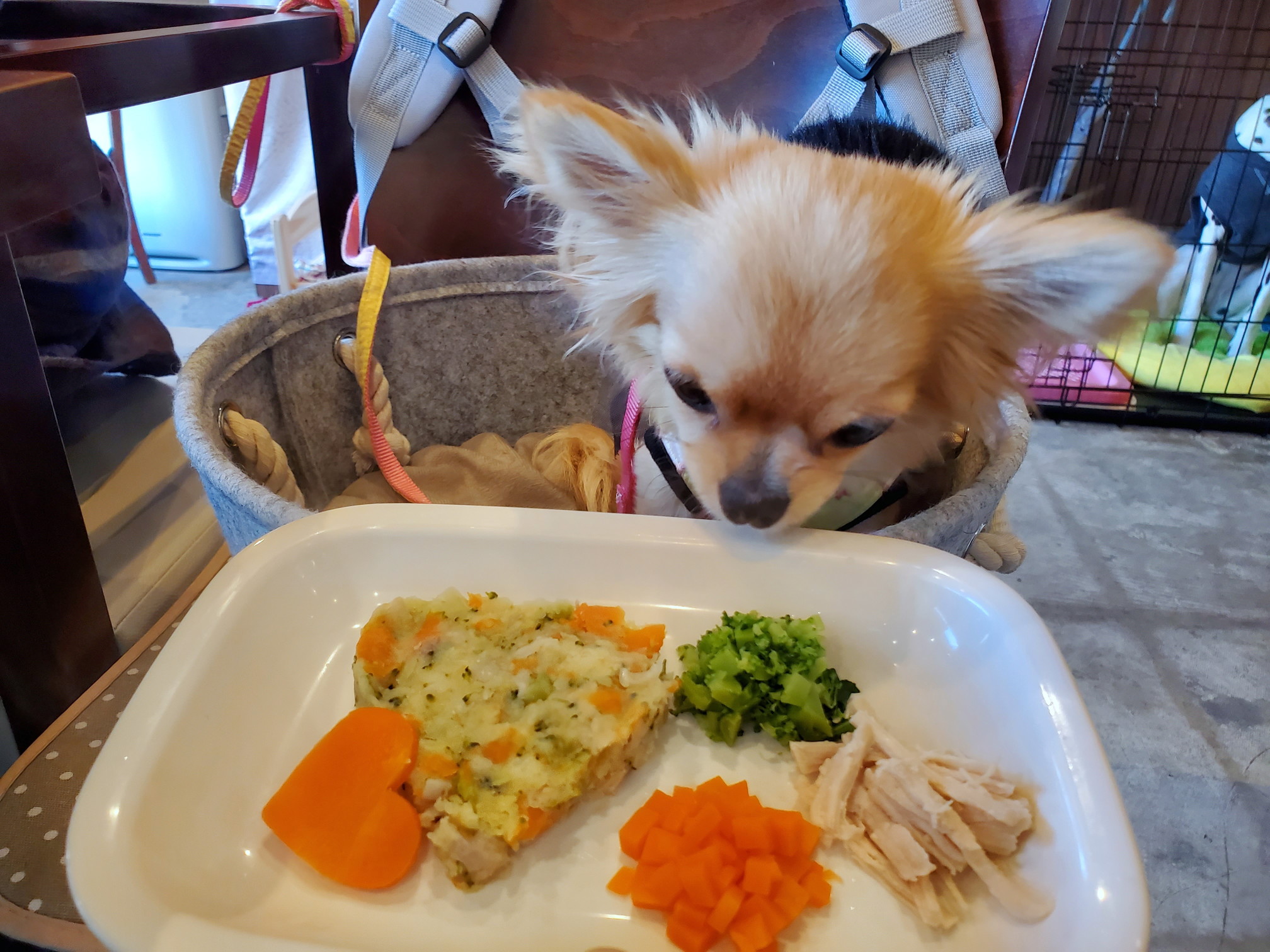 ドッグカフェ&バーモコモコ