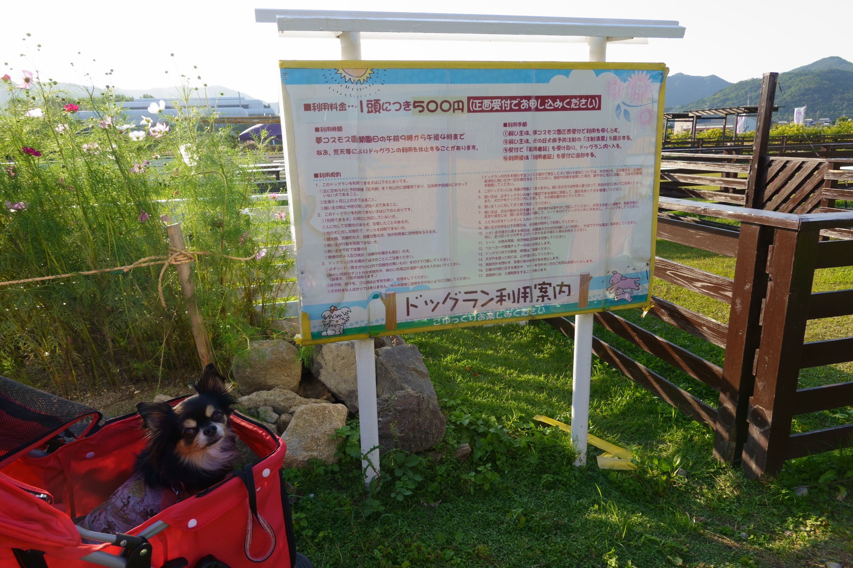 京都丹後/亀岡の夢コスモス園