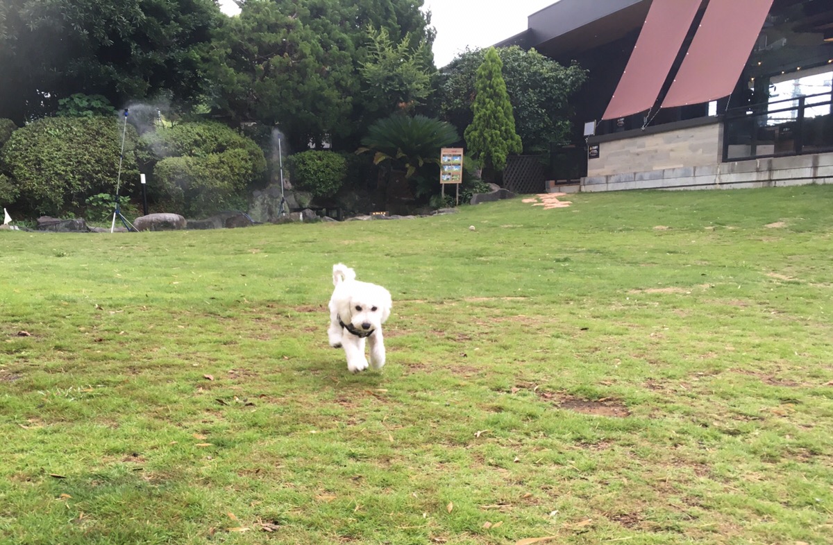 愛犬の駅