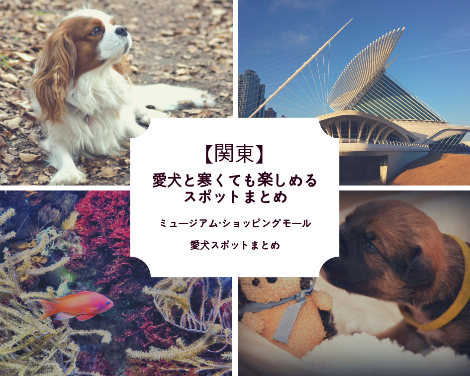 【関東】〜愛犬と寒くても楽しめるスポットまとめ〜ミュージアム・ショッピングモール