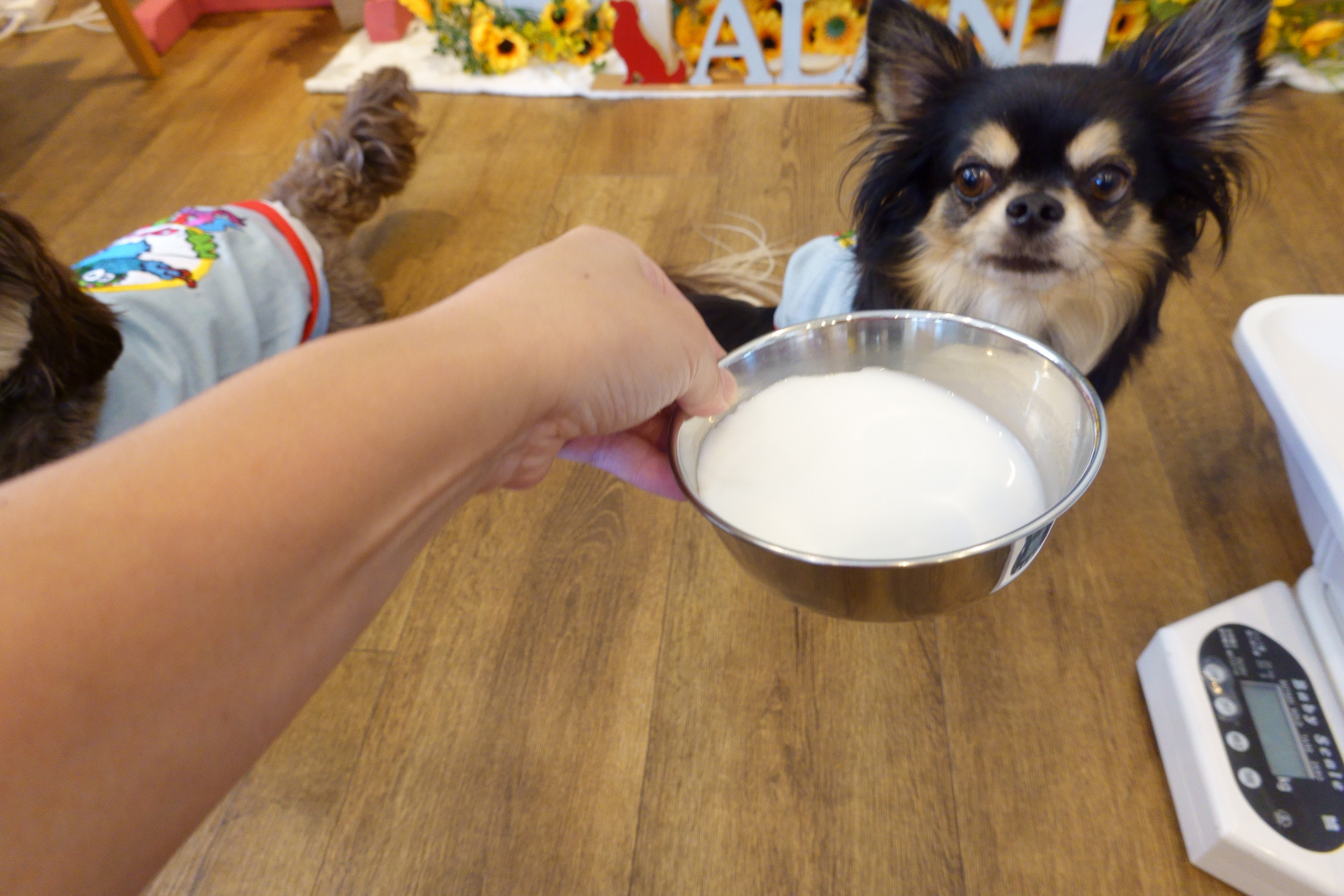 DogCafe ALAN(ドッグカフェ アラン)