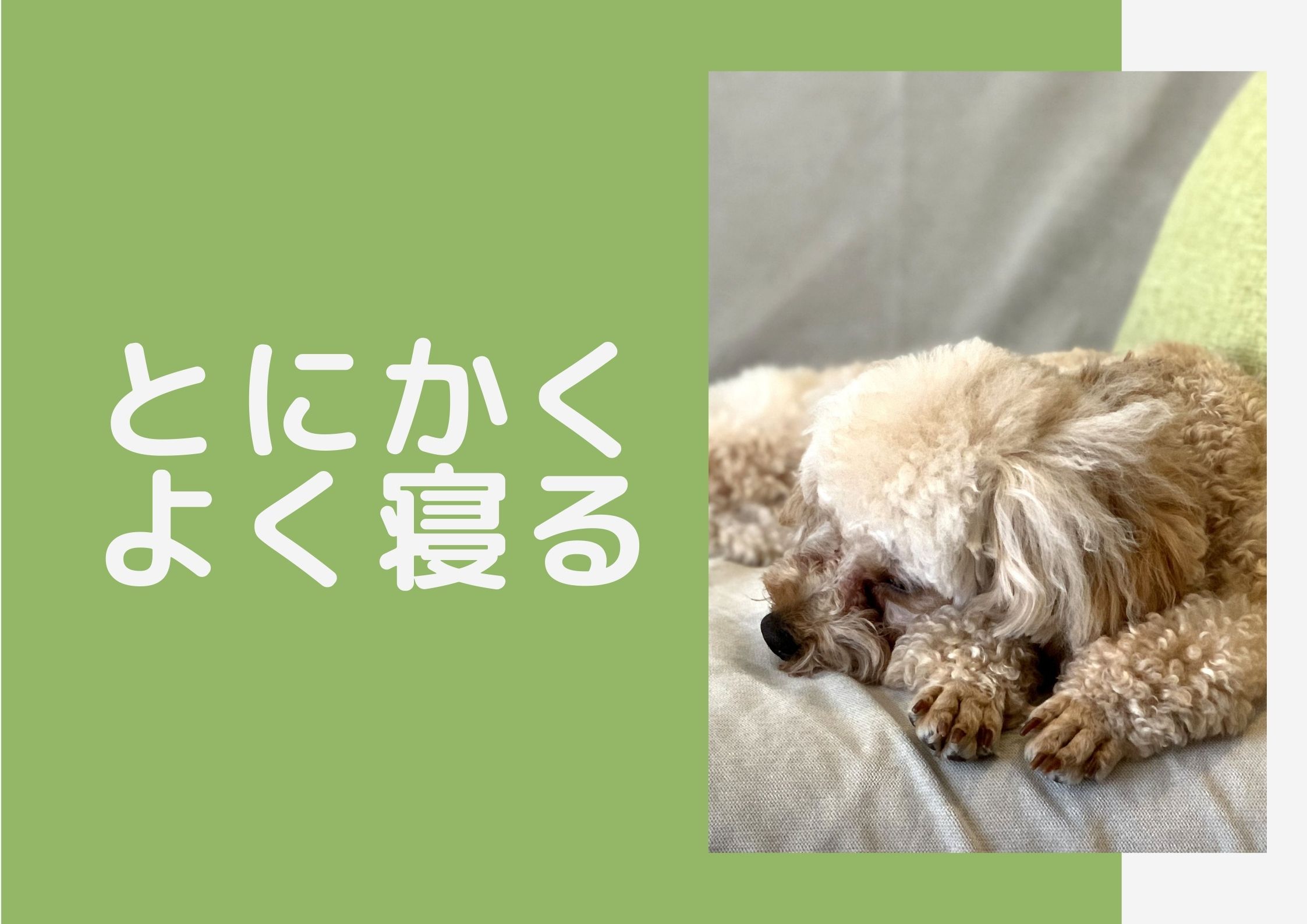 犬は何歳からシニア？老化のサイン5つを紹介【ペットと一緒編集部】