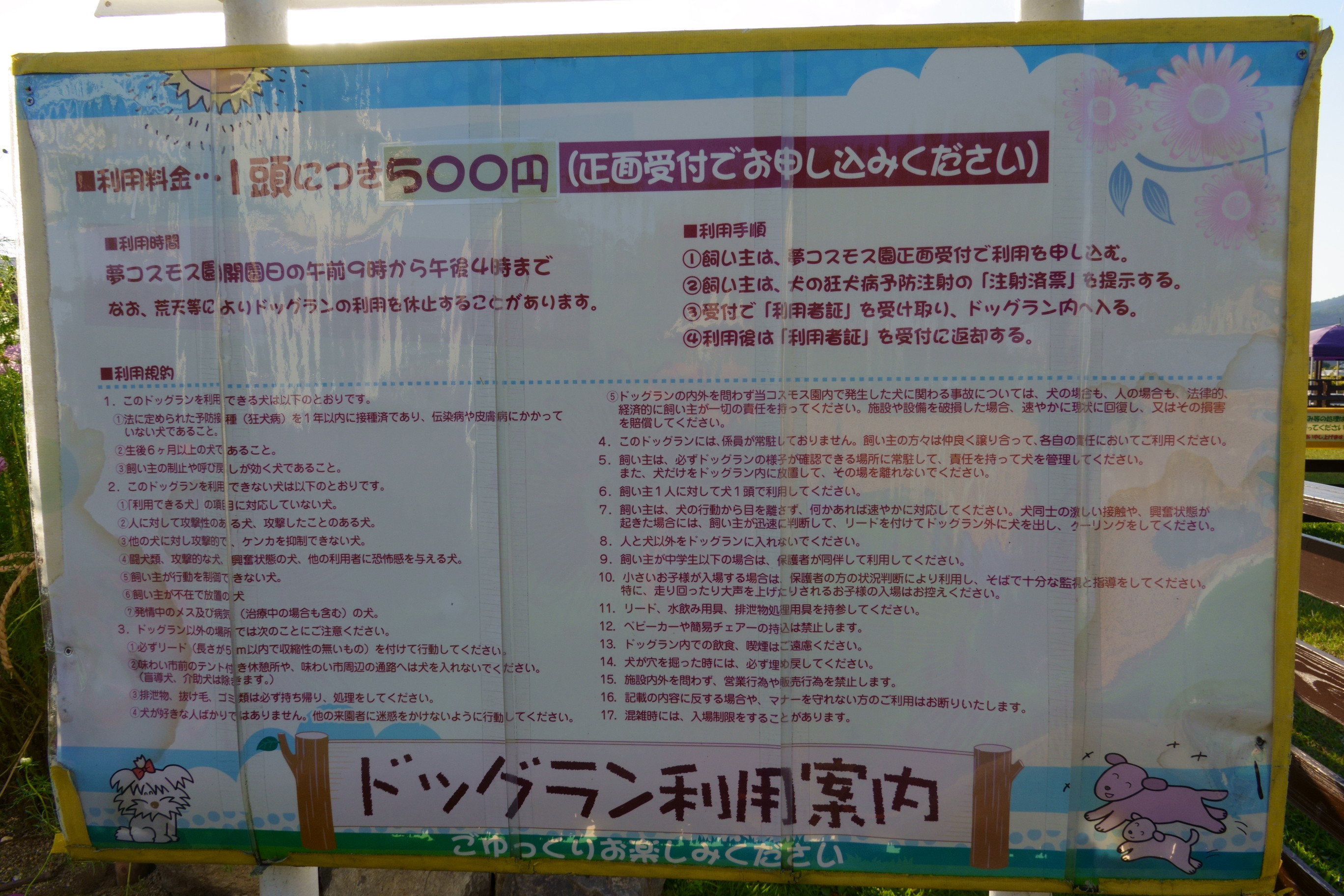 京都丹後/亀岡の夢コスモス園