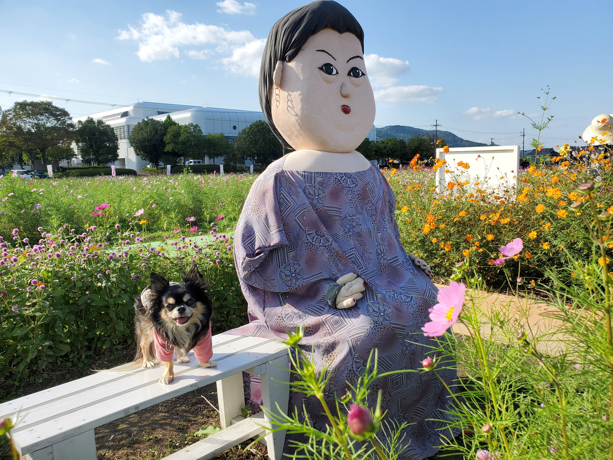 京都丹後／亀岡の夢コスモス園