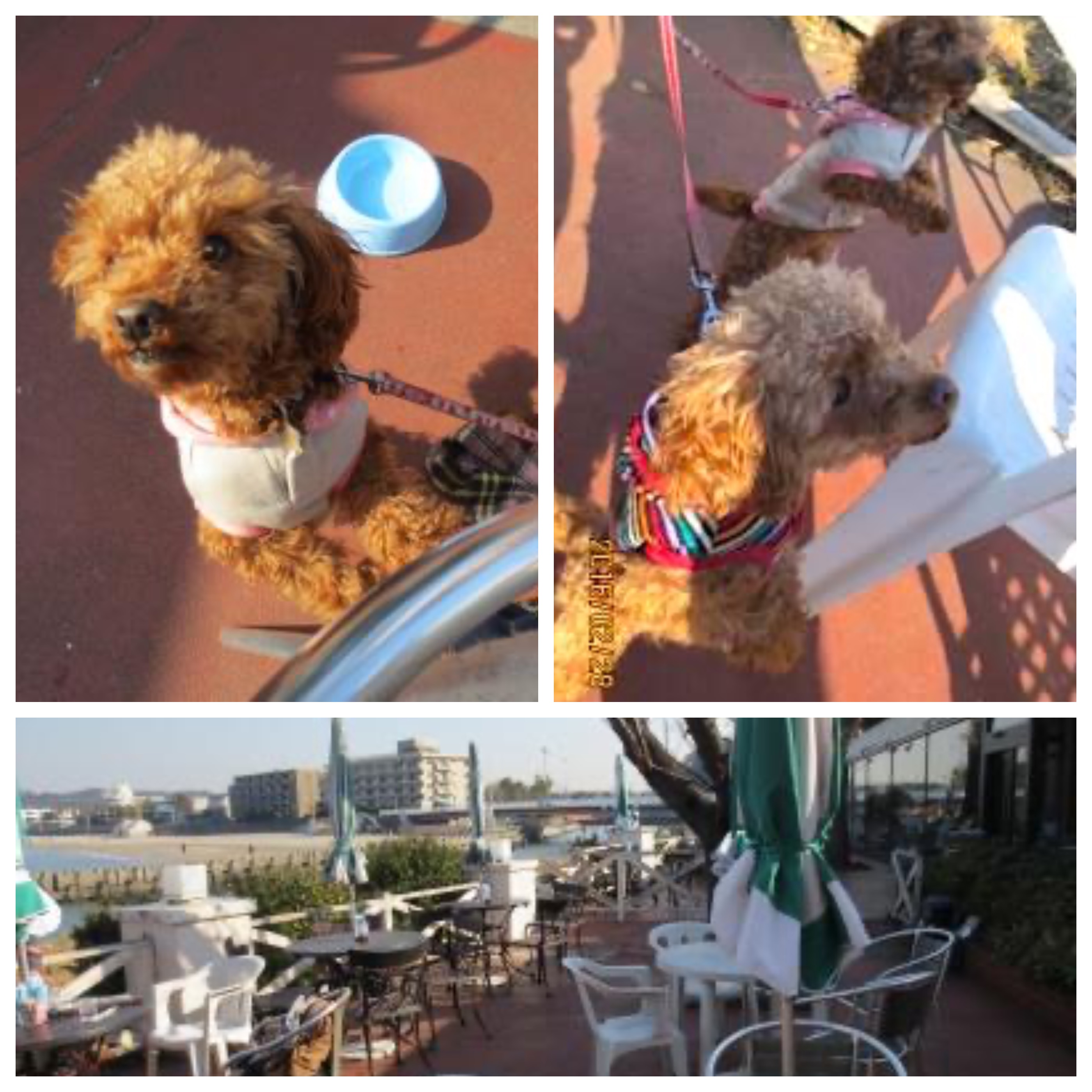 【関東】愛犬と行けるオーシャンビューのカフェ