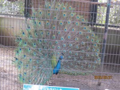 夢見ヶ崎動物公園