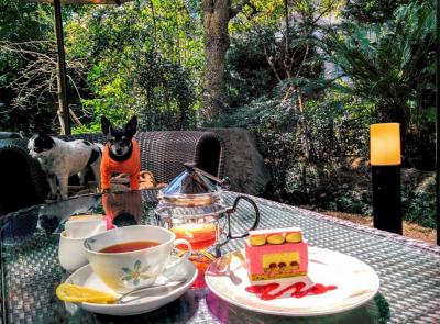 【兵庫Part 1】愛犬と美味しいケーキが食べられるお店