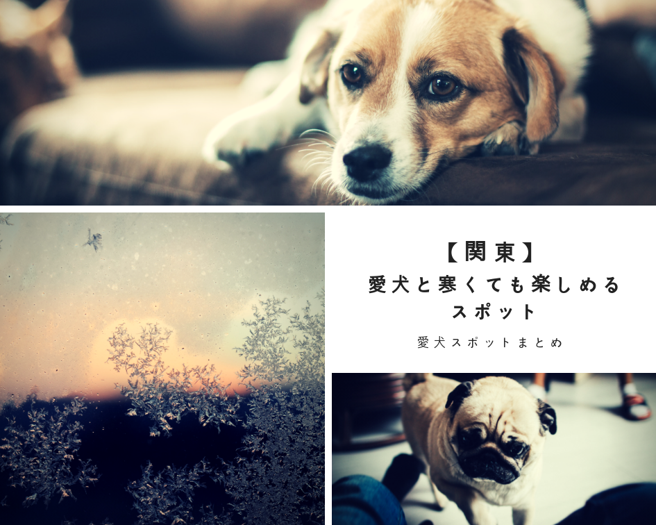 2019年お年玉企画