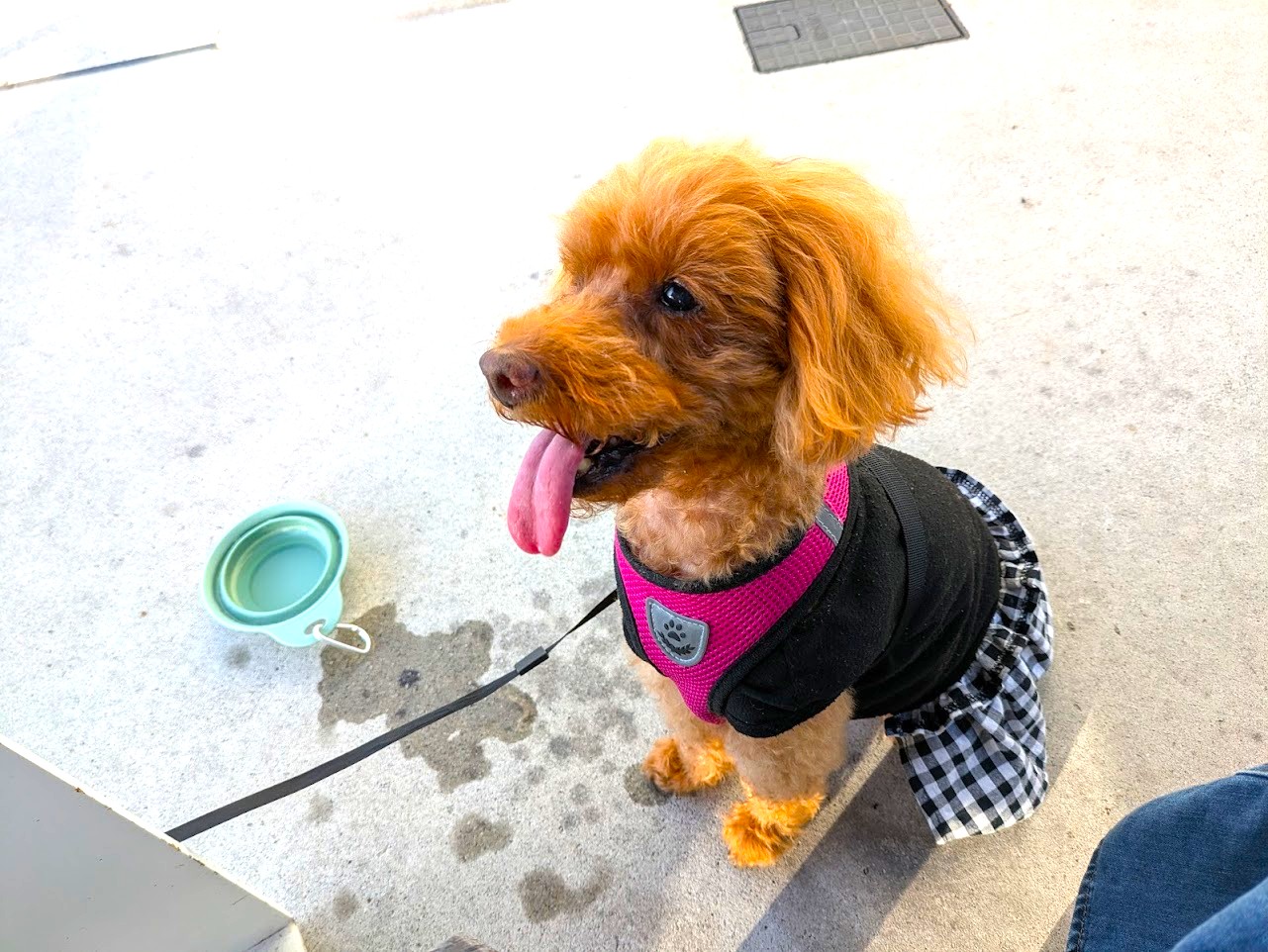 アブレッドオブフレッシュエア