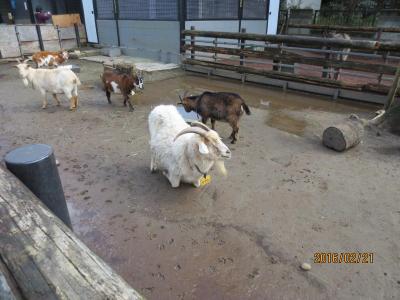 夢見ヶ崎動物公園