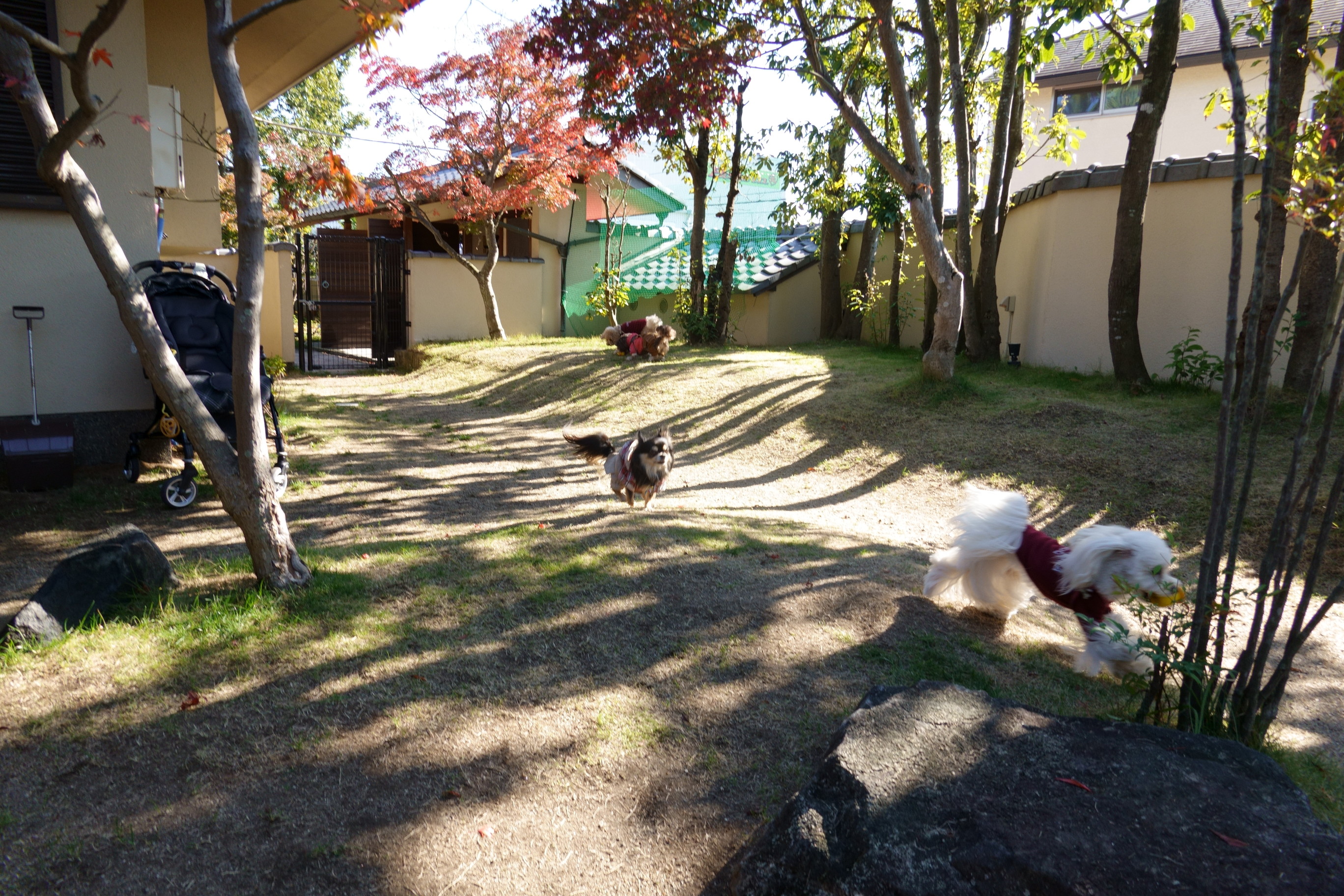 ドッグカフェ メイプル(DogCafe MAPLE)
