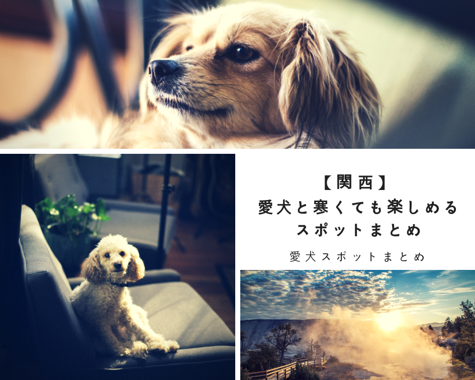 【関西】〜愛犬と寒くても楽しめるスポットまとめ〜室内ドッグラン・温泉・温水プール