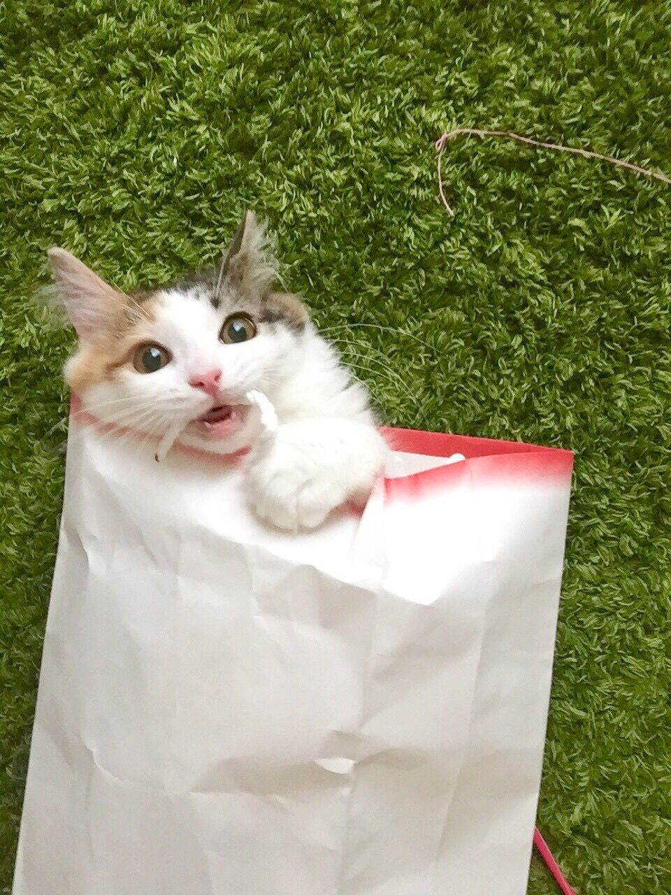 日めくりワンコ!日めくりニャンコ!