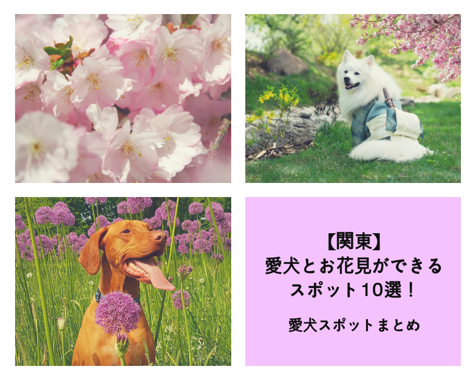 愛犬とお花見ができるスポット10選！