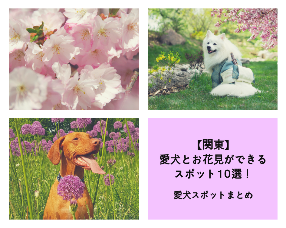 愛犬とお花見ができるスポット10選!