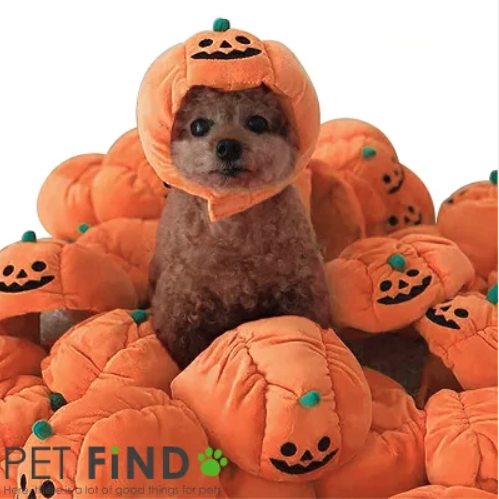 「愛犬とおうちでハロウィンを楽しもう!」ペットと一緒編集部