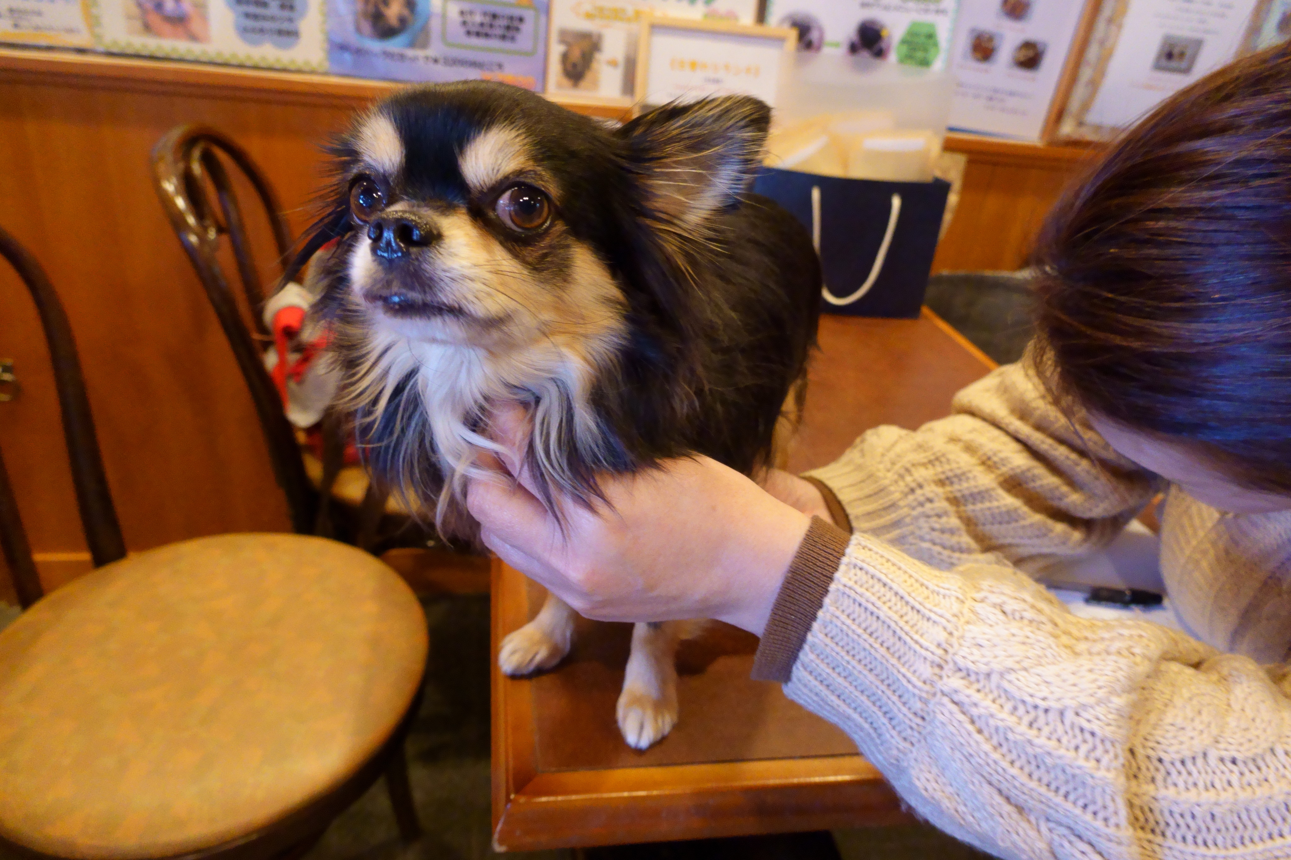 Cafe de RoRo&DOG'S(カフェデロロ)くずは店