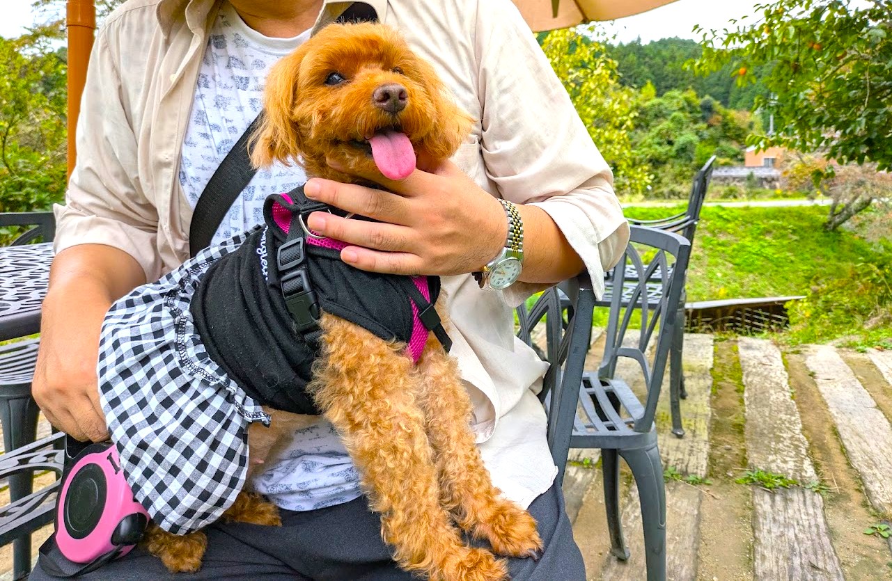 やさい菓子工房ココアイ大和高原店