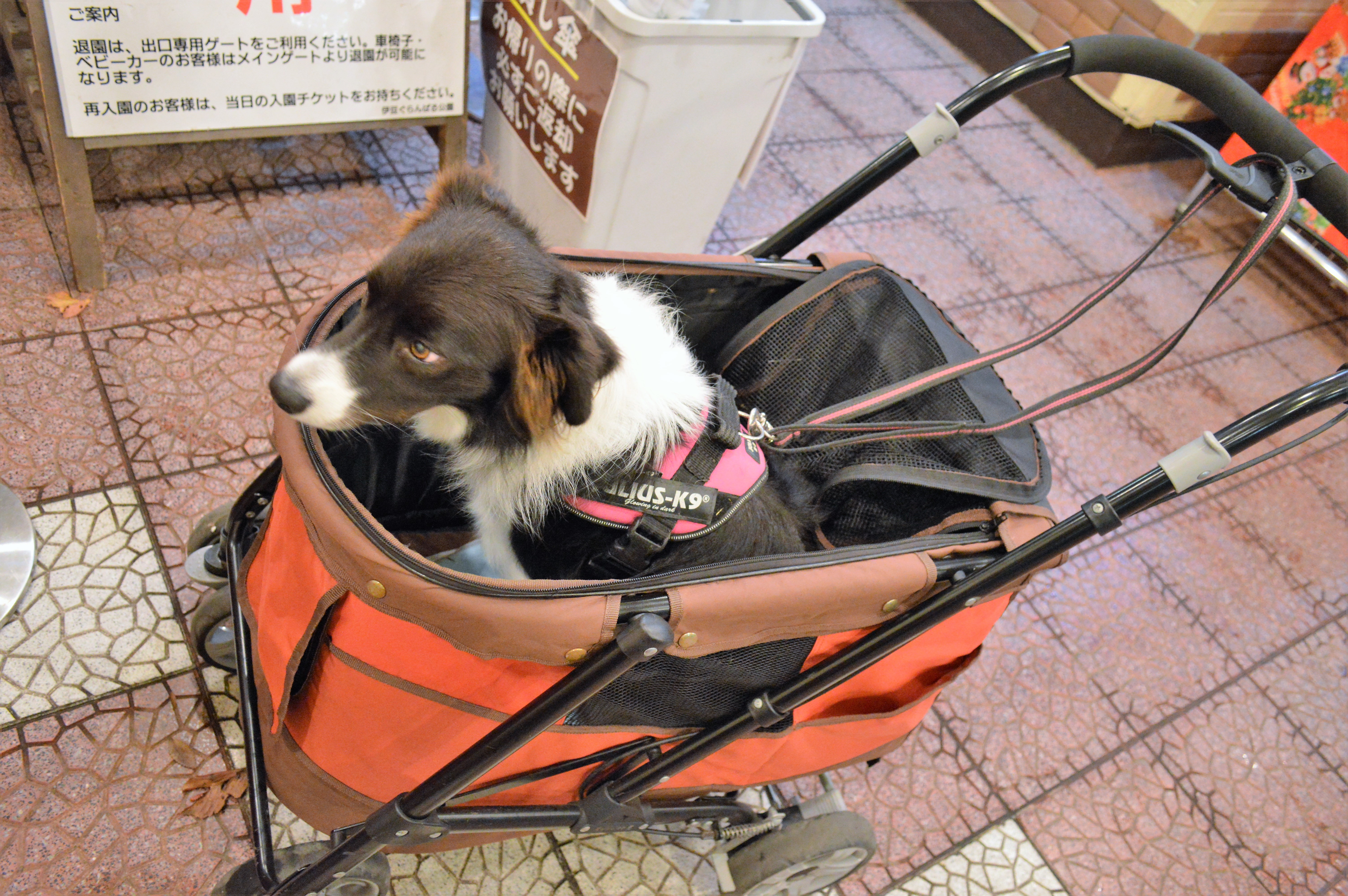 伊豆ぐらんぱる公園