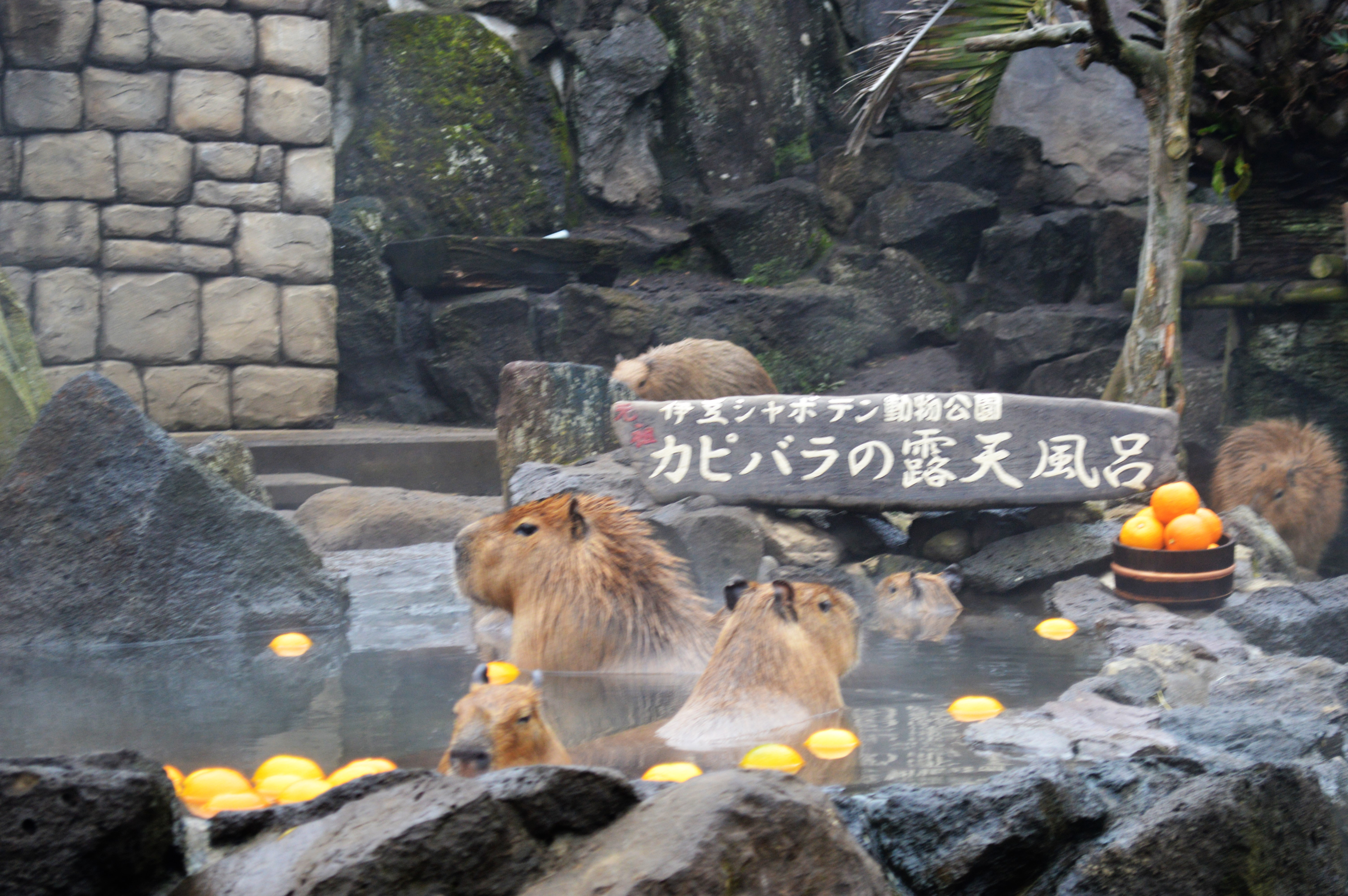 伊豆シャボテン動物公園