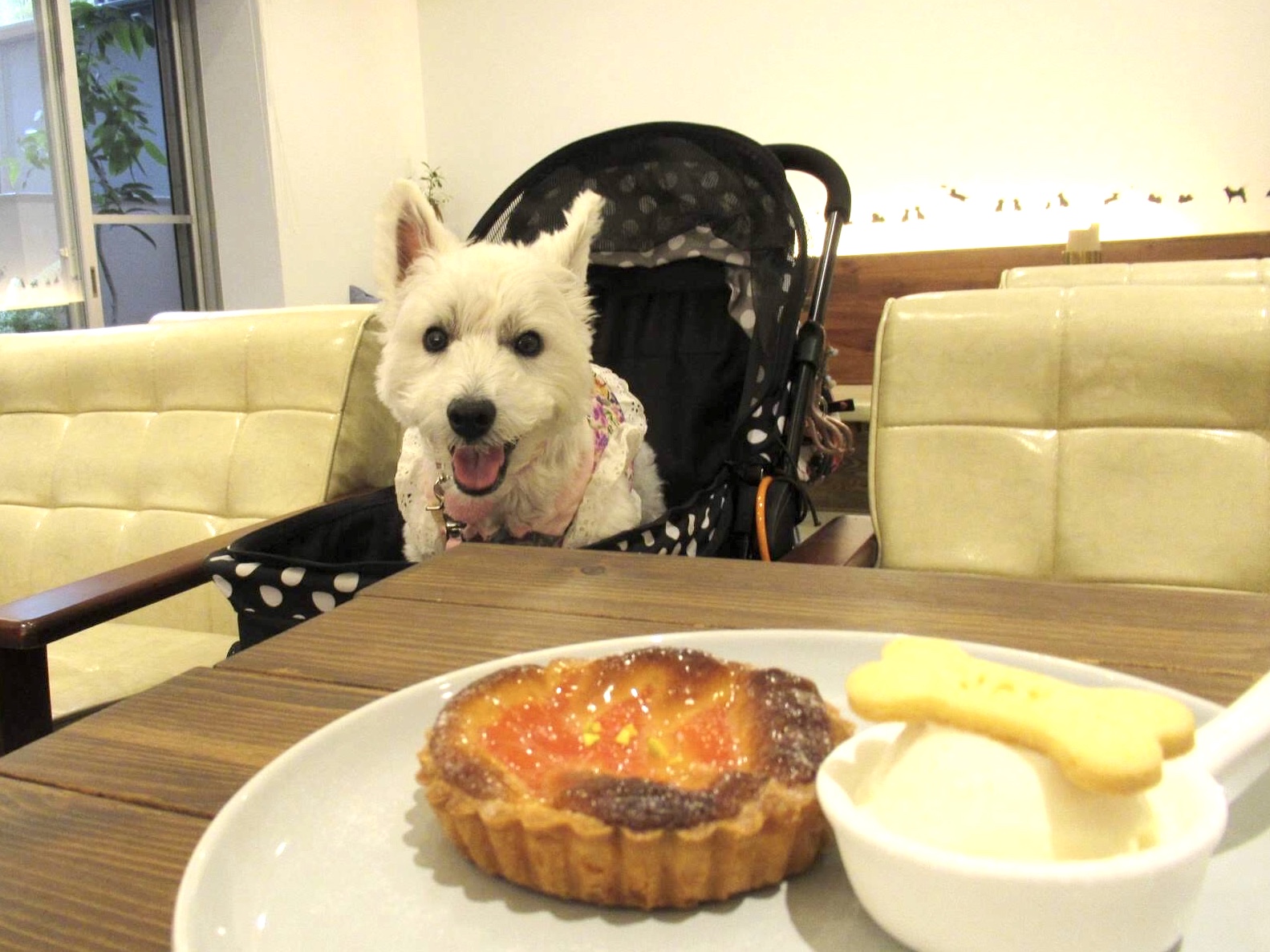 【兵庫Part 1】愛犬と美味しいケーキが食べられるお店