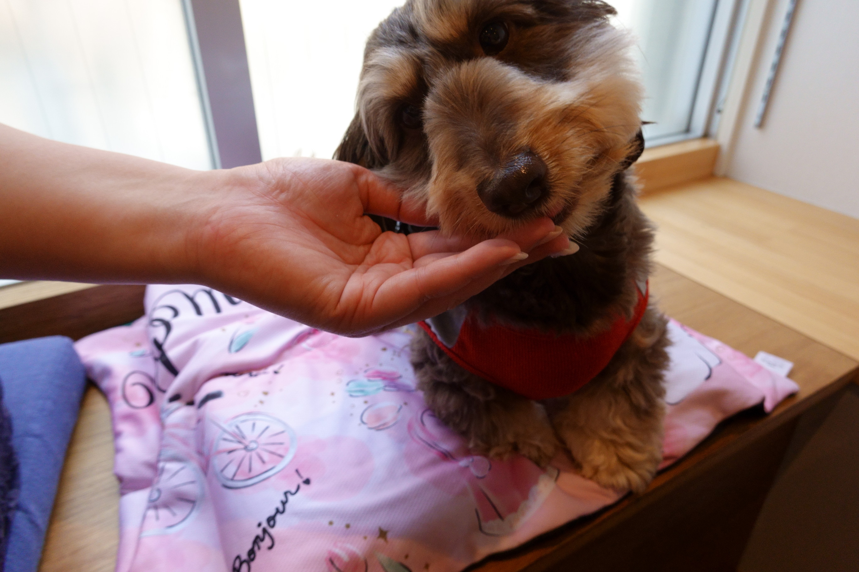 DogCafe ALAN(ドッグカフェ アラン)