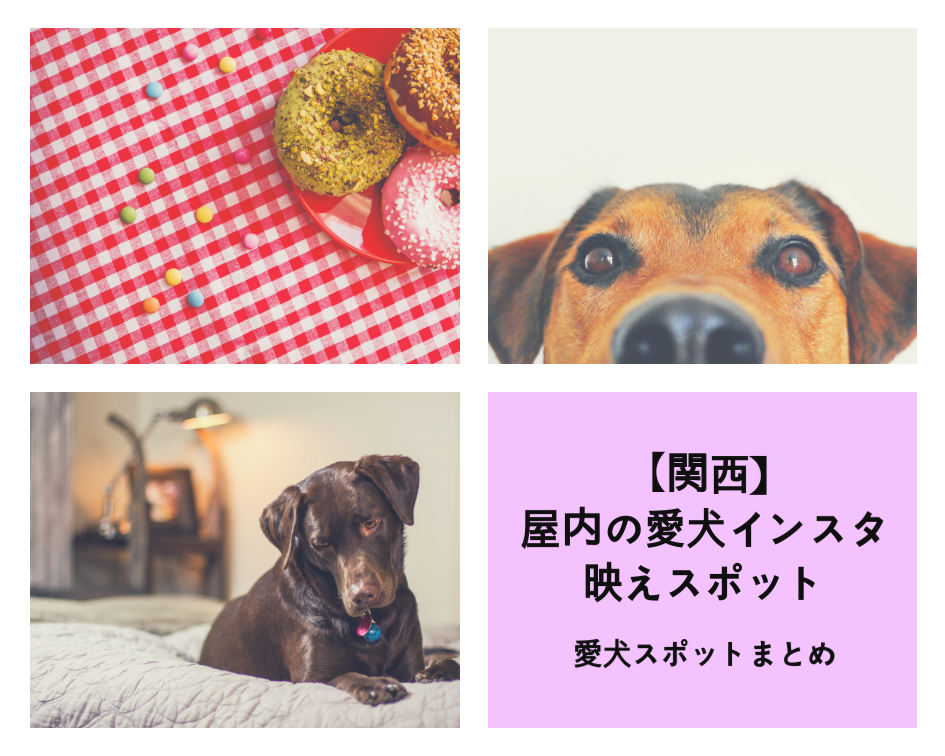 【関西】〜屋内の愛犬インスタ映えスポット