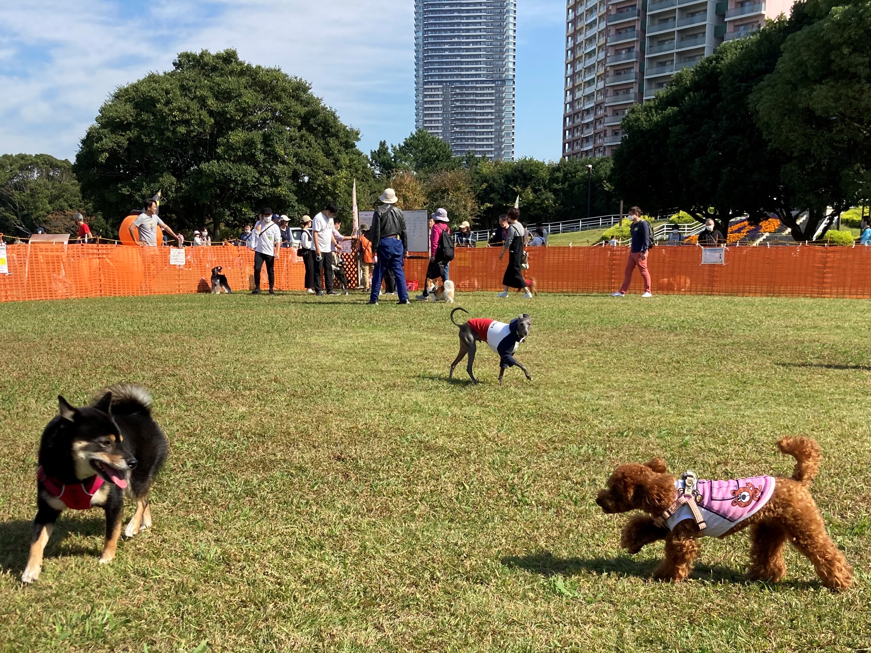 ドッグランin幕張海浜公園 2023秋