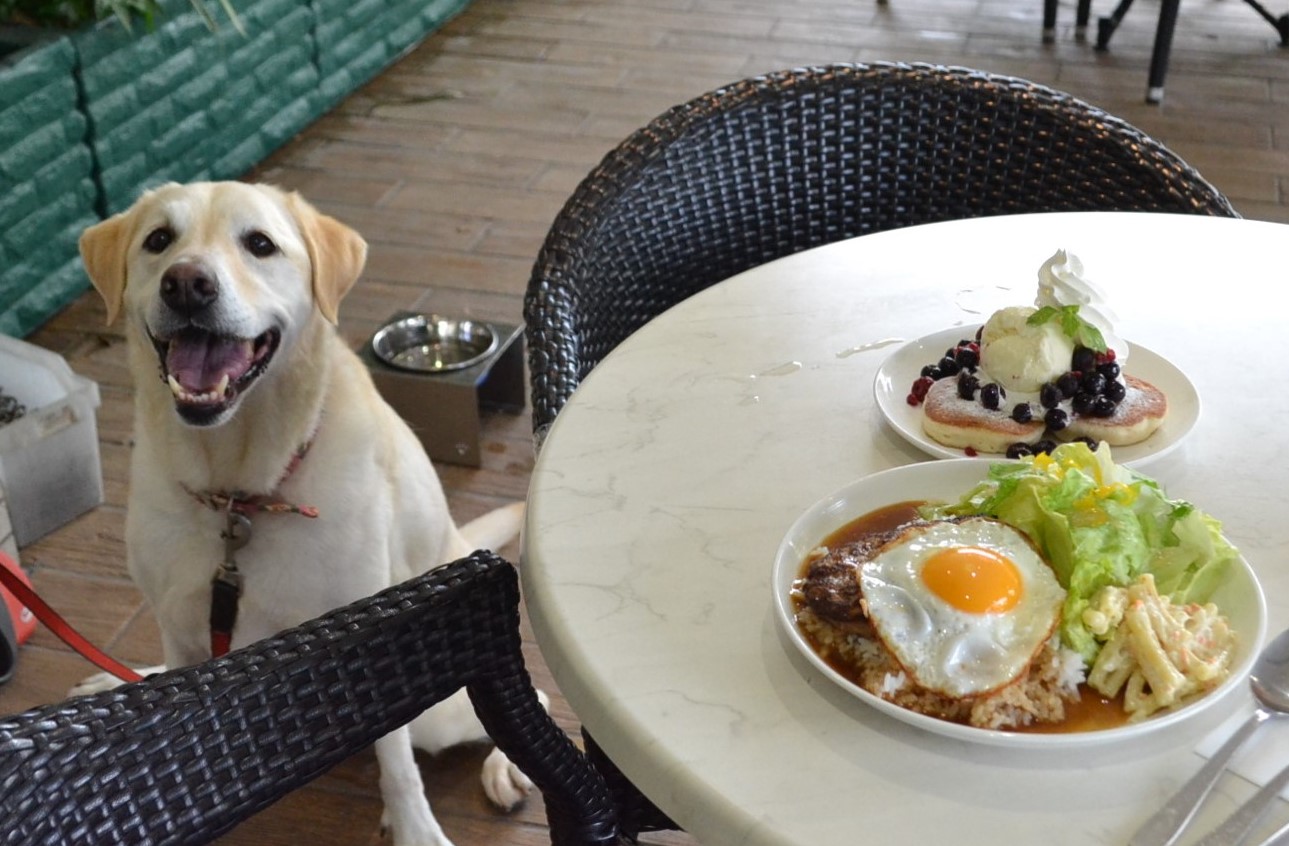 愛知県名古屋市 ハレマウマウ カフェ ハワイの心地よい風を愛犬と感じるテラス 犬 ペット同伴可 ペットと一緒