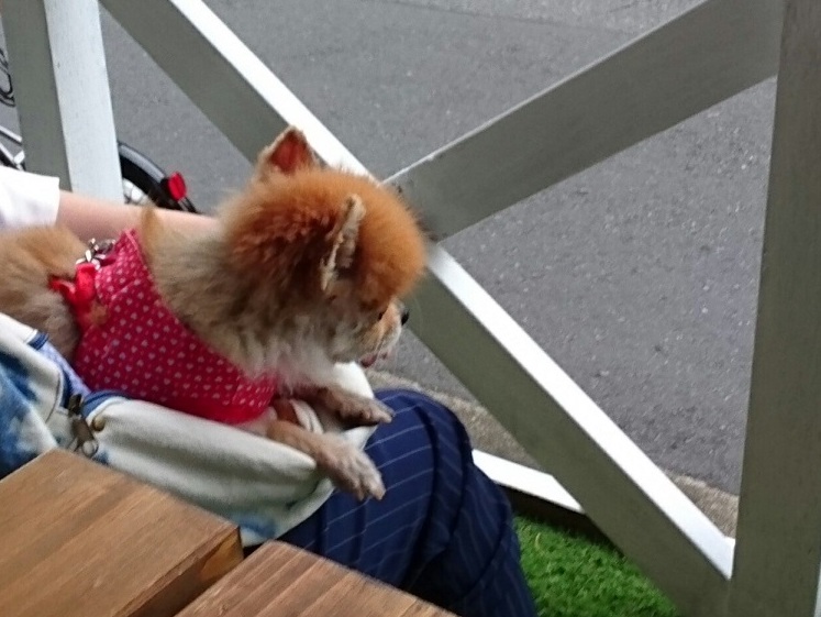 【関東】愛犬と美味しいケーキが食べられるお店