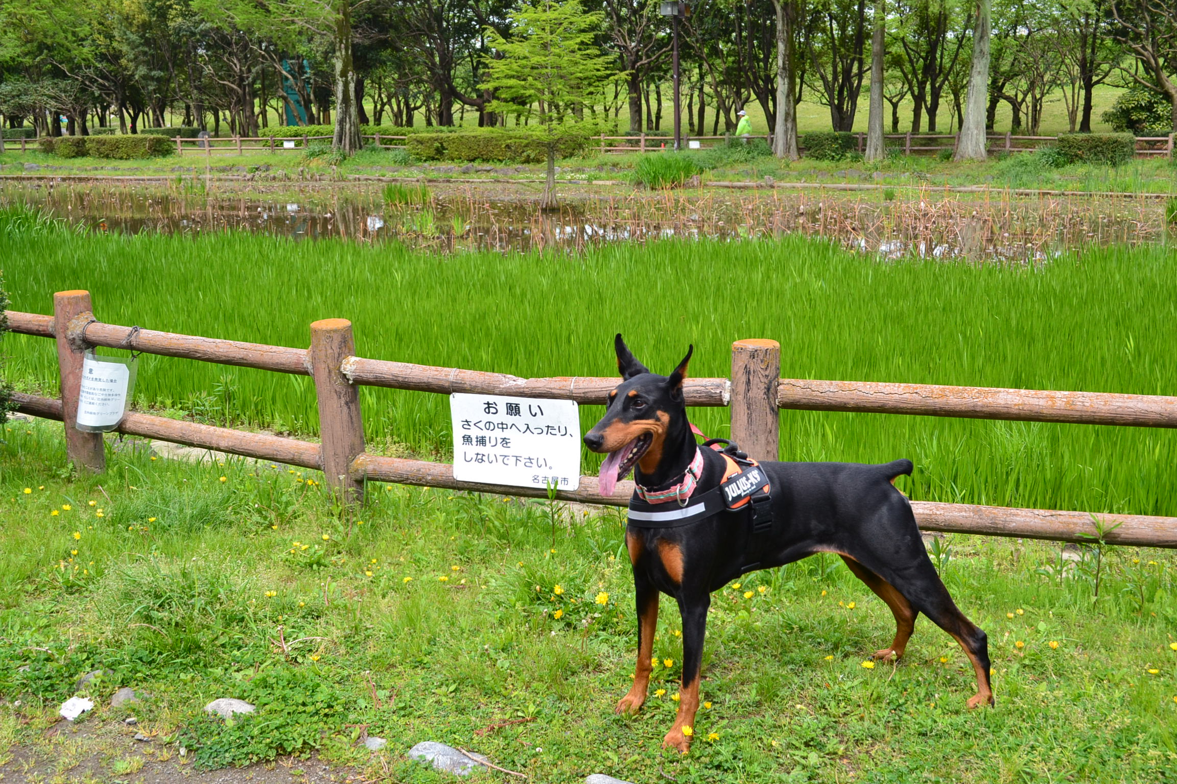 庄内緑地