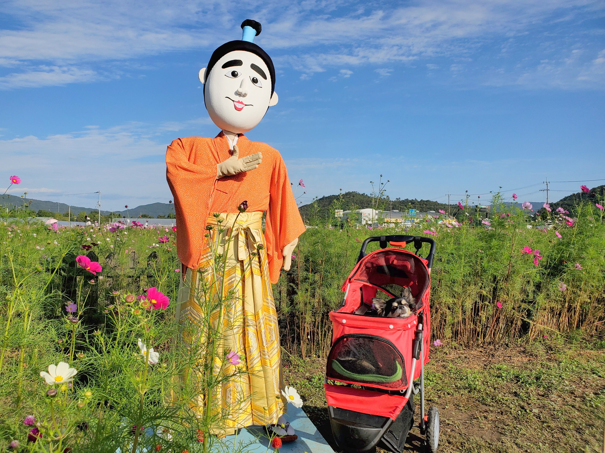京都丹後/亀岡の夢コスモス園