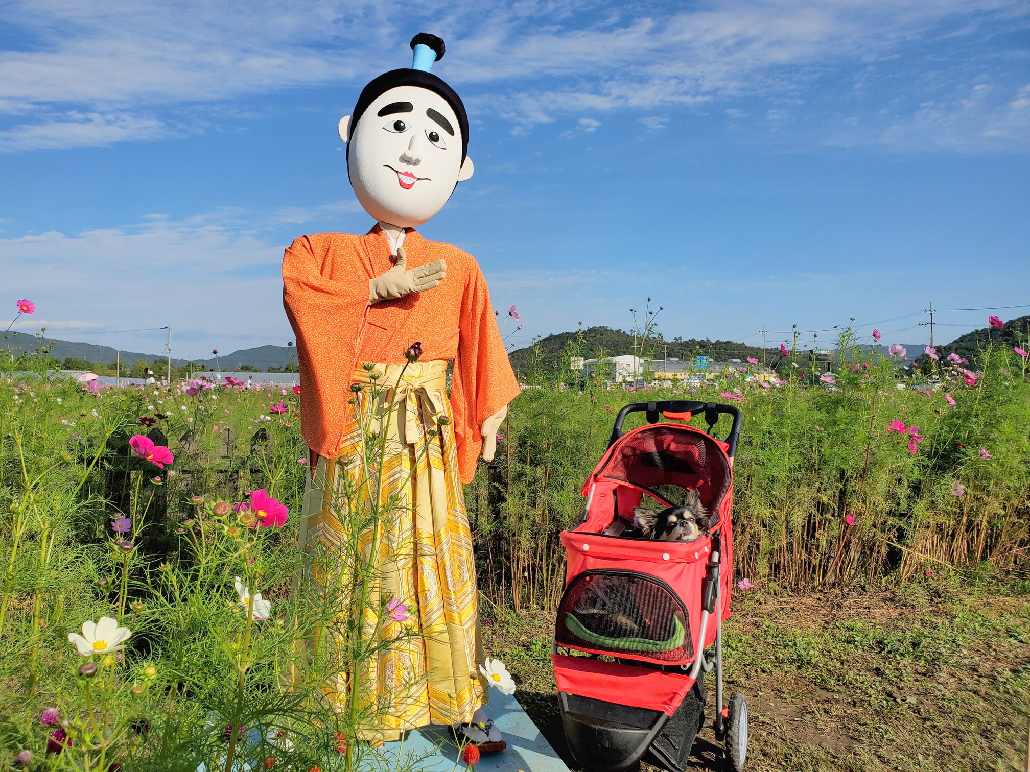 京都丹後／亀岡の夢コスモス園