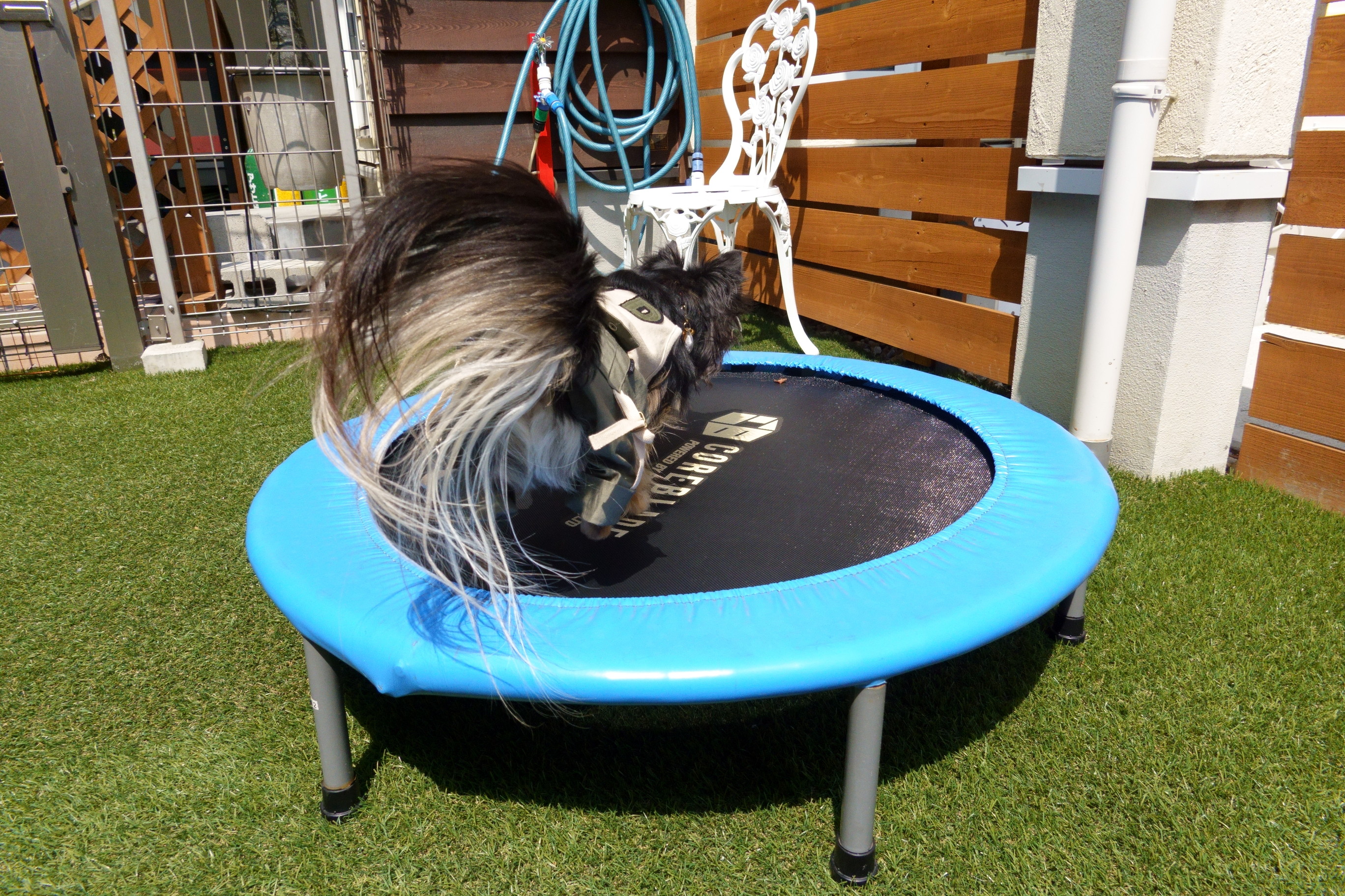 Dogcafe&salon