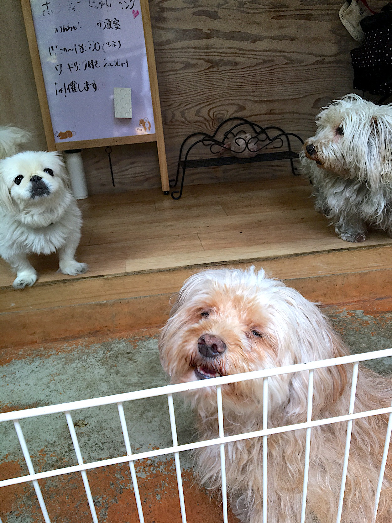 Terries’ Dog Cafe そら〜ず（テリーズ ドッグカフェ）