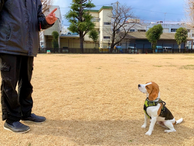 犬のしつけ方教室