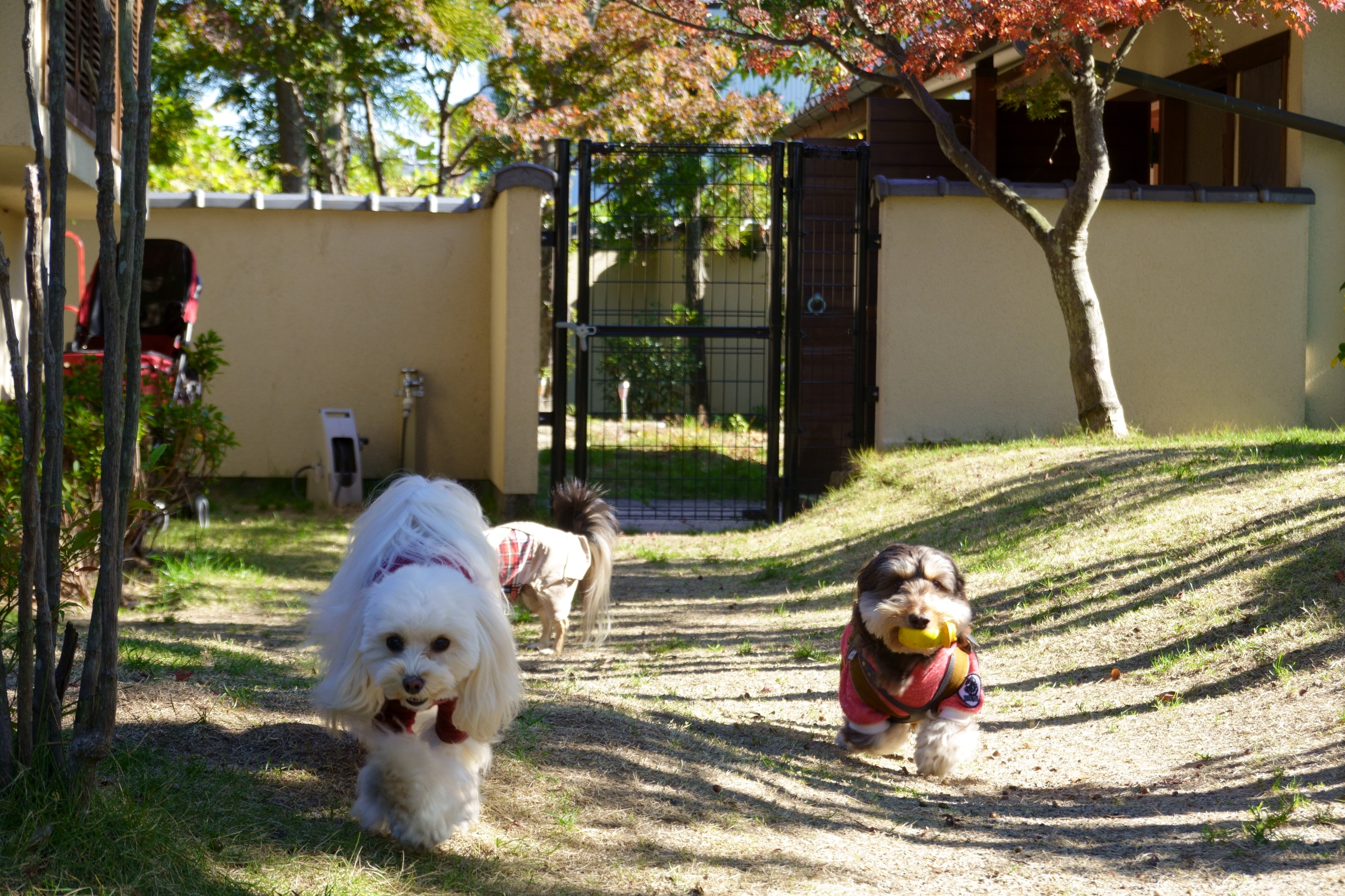 ドッグカフェ メイプル(DogCafe MAPLE)