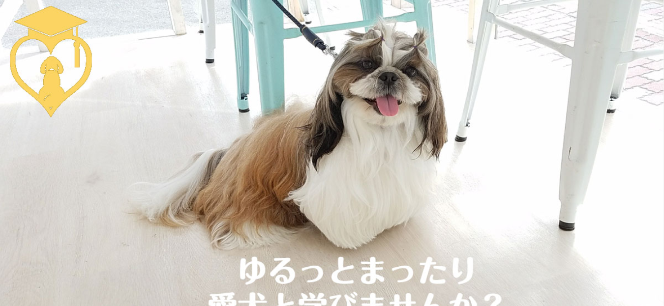 ゆるゆる犬活