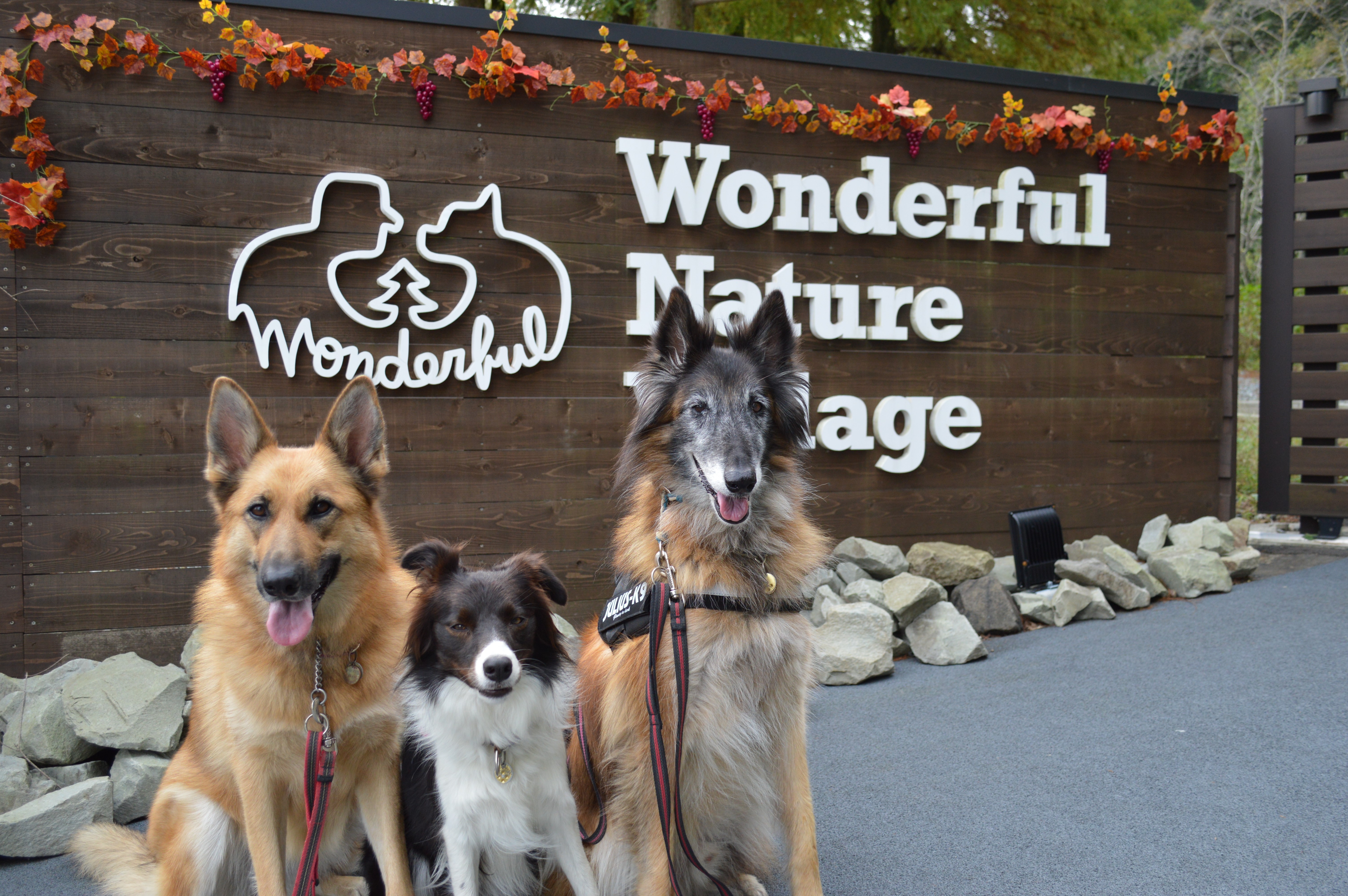 ペットと一緒 犬okのカフェやレストランを愛犬家ライターが現地取材