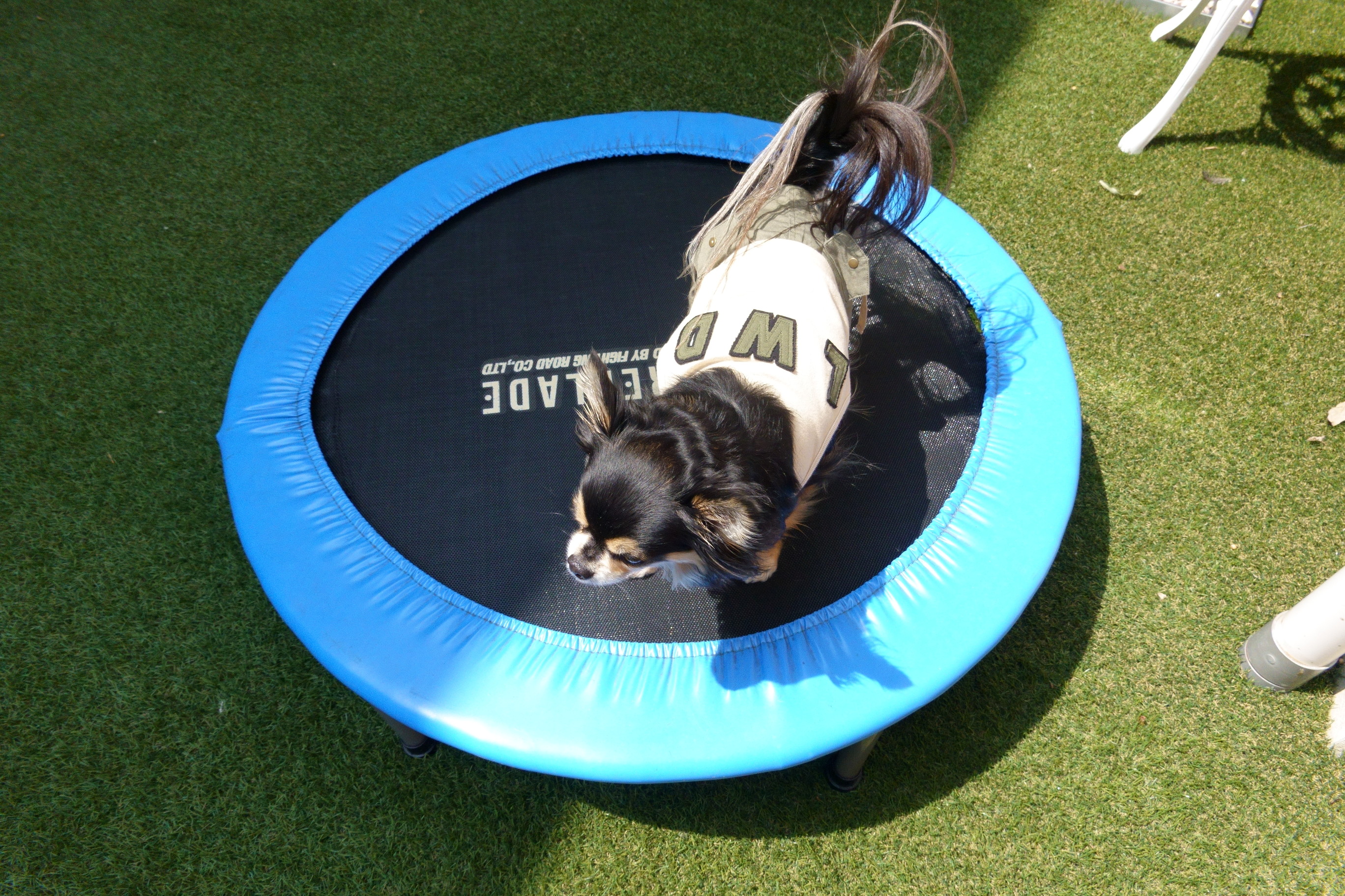 Dogcafe&salon