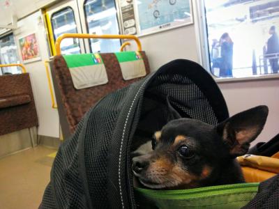 大阪駅 Aux Bacchanales オーバカナル 愛犬とパリ気分を味わえるカフェ ペット 犬可 大阪府大阪市 ペットと一緒