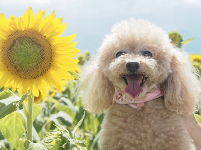 【関西】愛犬と行けるお花畑まとめ