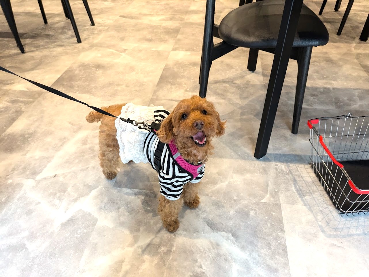 PIPI