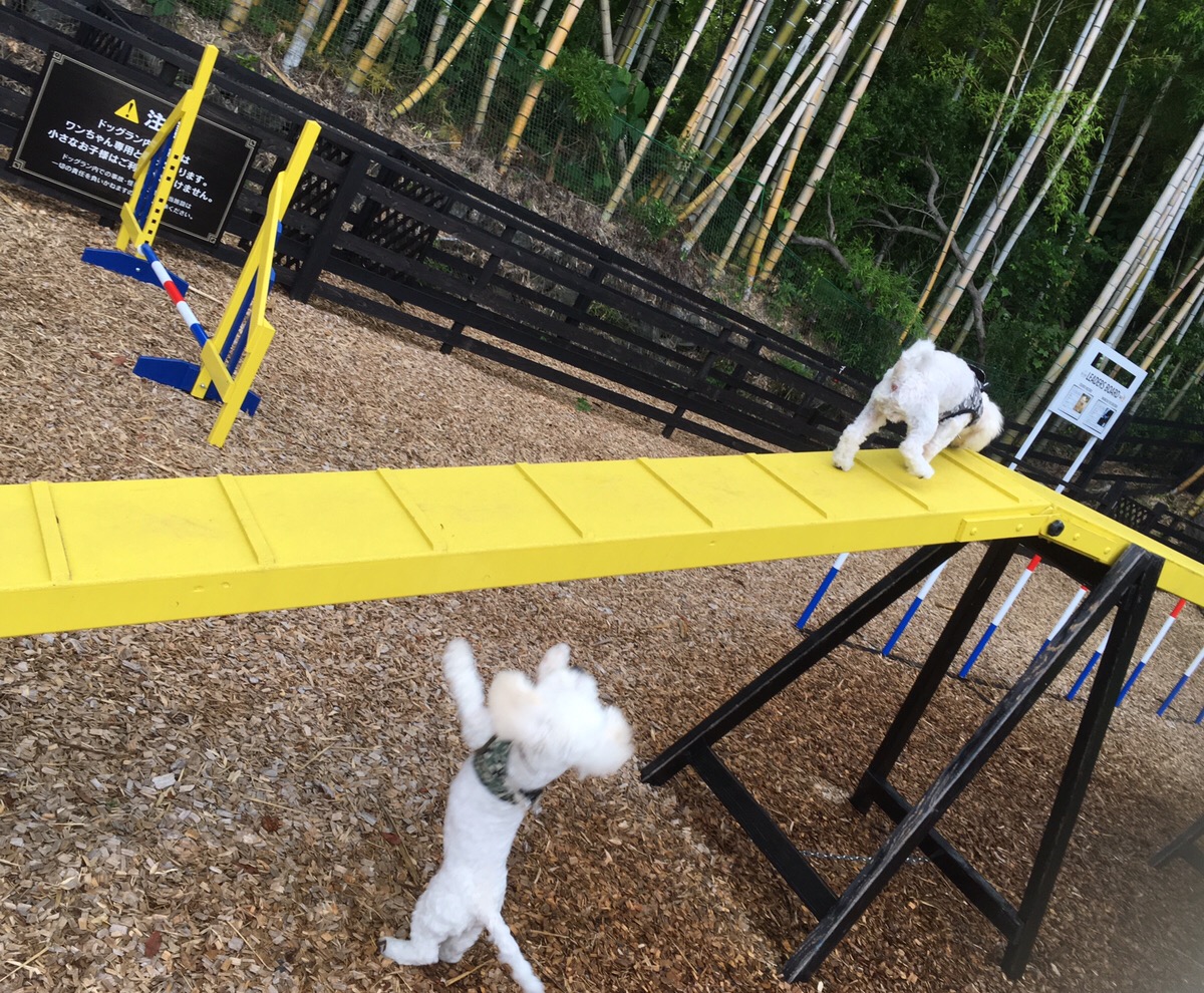 愛犬の駅