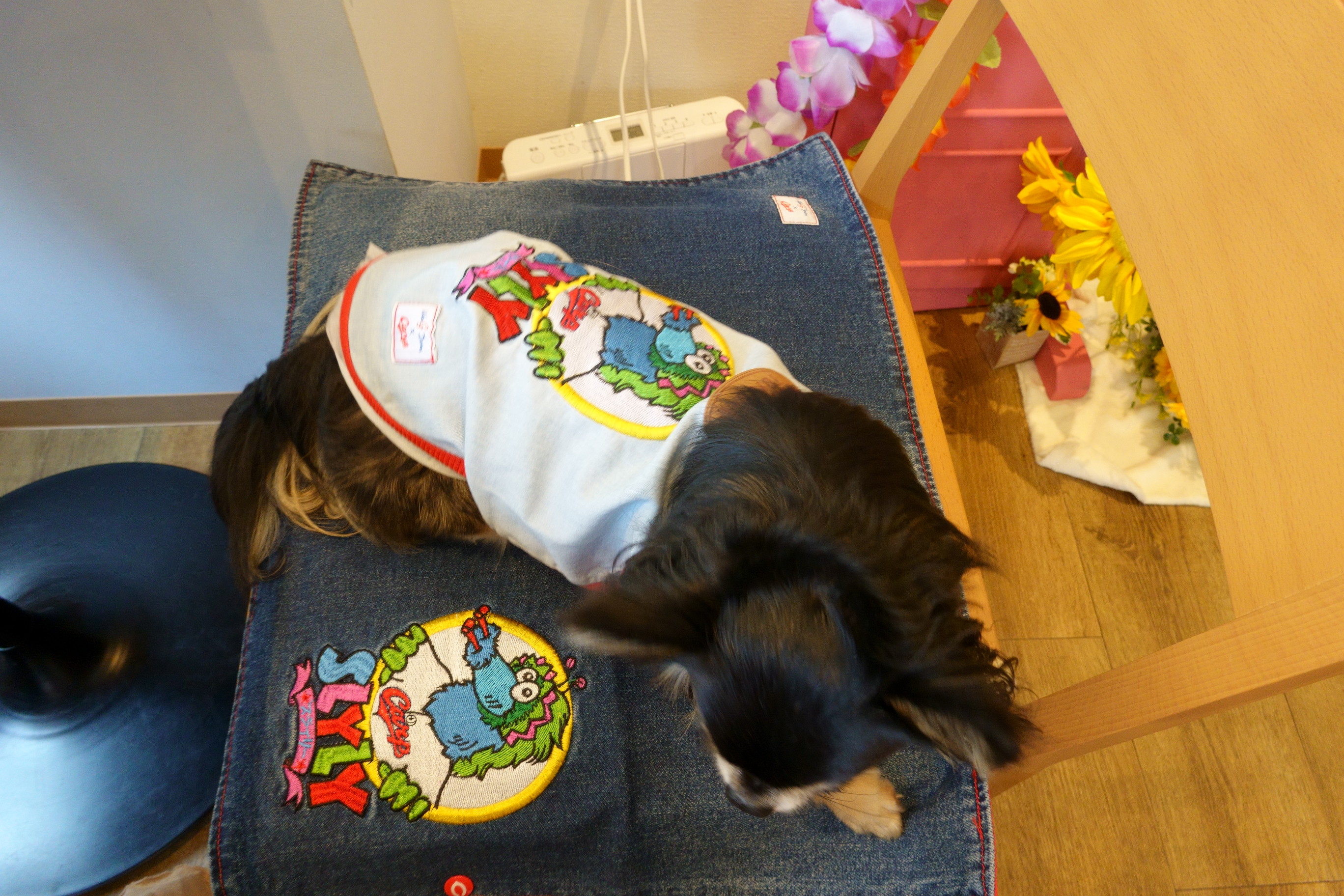 DogCafe ALAN(ドッグカフェ アラン)