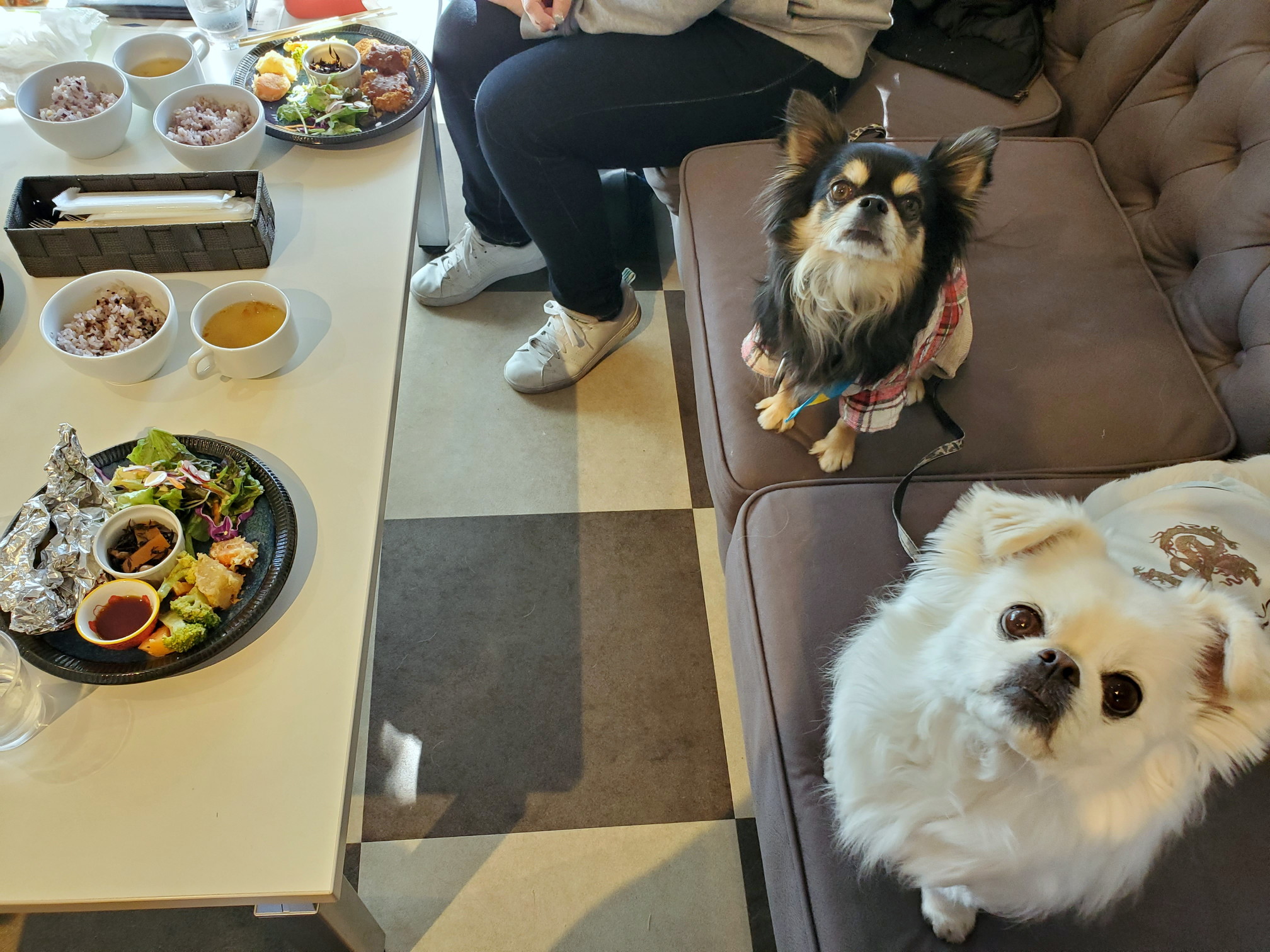 ドッグカフェ メイプル(DogCafe MAPLE)
